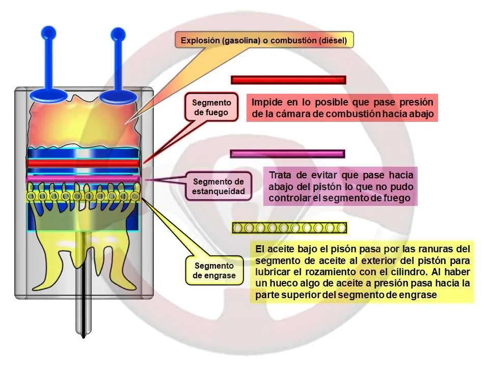 Funciones de los segmentos Funciones de los segmentos